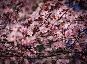 spring-time-300x221 חרות לא רק בפסח